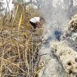 CONDENADOS POR INCENDIOS DEBERÁN REFORESTAR CON 400 PLANTAS NATIVAS EN SAN IGNACIO Y EL PUENTE