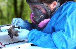 EN CHINA DESCUBREN NUEVO VIRUS SIMILAR AL COVID-19