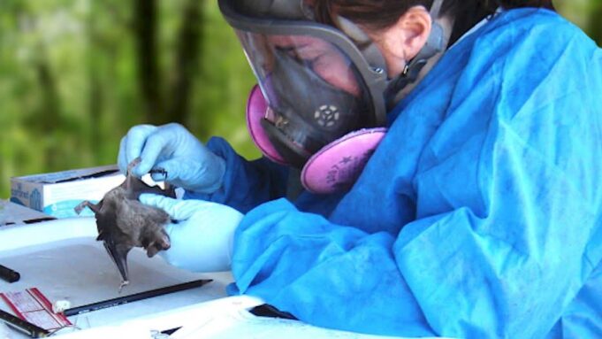 EN CHINA DESCUBREN NUEVO VIRUS SIMILAR AL COVID-19