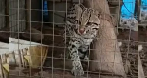 OCELOTE ESCAPA DE SU JAULA EN SANTA CRUZ Y SE ACTIVAN OPERATIVOS DE BÚSQUEDA