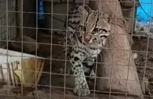 OCELOTE ESCAPA DE SU JAULA EN SANTA CRUZ Y SE ACTIVAN OPERATIVOS DE BÚSQUEDA