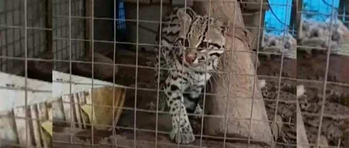 OCELOTE ESCAPA DE SU JAULA EN SANTA CRUZ Y SE ACTIVAN OPERATIVOS DE BÚSQUEDA