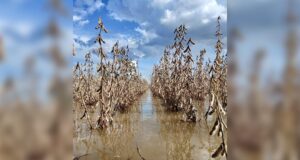 EMERGENCIA EN CUATRO CAÑADAS: INUNDACIONES AFECTAN A COMUNIDADES Y CULTIVOS