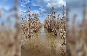 EMERGENCIA EN CUATRO CAÑADAS: INUNDACIONES AFECTAN A COMUNIDADES Y CULTIVOS