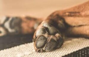 ACTIVISTA LILIBETH COIMBRA APREHENDIDA POR ENVENENAMIENTO DE 4 PERROS EN SANTA CRUZ