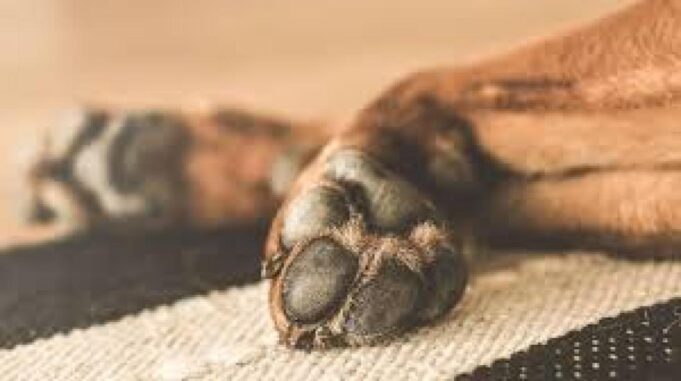 ACTIVISTA LILIBETH COIMBRA APREHENDIDA POR ENVENENAMIENTO DE 4 PERROS EN SANTA CRUZ