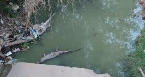 DENUNCIAN PRESENCIA DE LAGARTOS EN CANAL ABANDONADO DEL BARRIO BICENTENARIO