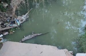 DENUNCIAN PRESENCIA DE LAGARTOS EN CANAL ABANDONADO DEL BARRIO BICENTENARIO