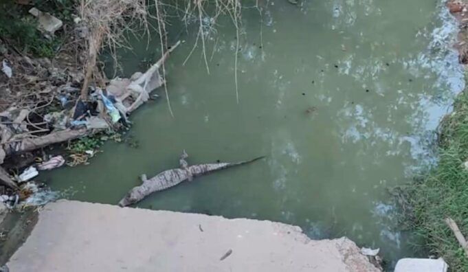 DENUNCIAN PRESENCIA DE LAGARTOS EN CANAL ABANDONADO DEL BARRIO BICENTENARIO