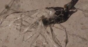 POLICÍA DETALLA QUE UN RECLUSO Y UN FAMILIAR ESTÁN INVOLUCRADOS EN EL ROBO A UNA ABUELA Y SUS NIETOS