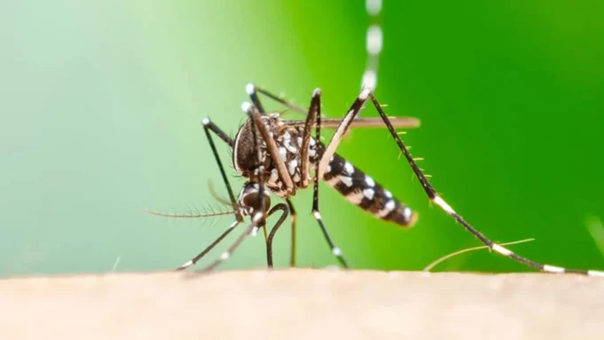 CHIKUNGUÑA DEJA CUATRO FALLECIDOS Y ACTIVA ALERTA ROJA EN SANTA CRUZ ANTE EL AUMENTO DE CONTAGIOS