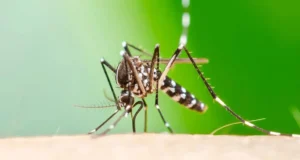 CASOS DE CHIKUNGUNYA SIGUEN EN AUMENTO EN SANTA CRUZ Y HAY PACIENTES EN TERAPIA INTENSIVA