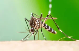 CASOS DE CHIKUNGUNYA SIGUEN EN AUMENTO EN SANTA CRUZ Y HAY PACIENTES EN TERAPIA INTENSIVA