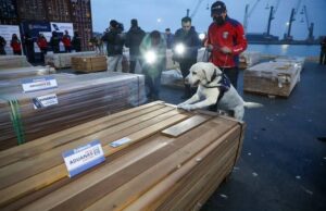 INVESTIGACIÓN EN CHILE REVELA QUE LA MAYORÍA DE LOS CARGAMENTOS DE MADERA CONTAMINADOS CON DROGA PROVENÍAN DE PANDO