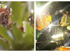 CAPTURAN A PUMA EN SAN JOSÉ DE CHIQUITOS TRAS INTENSO OPERATIVO QUE MOVILIZÓ A AUTORIDADES Y BOMBEROS