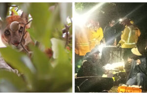 CAPTURAN A PUMA EN SAN JOSÉ DE CHIQUITOS TRAS INTENSO OPERATIVO QUE MOVILIZÓ A AUTORIDADES Y BOMBEROS