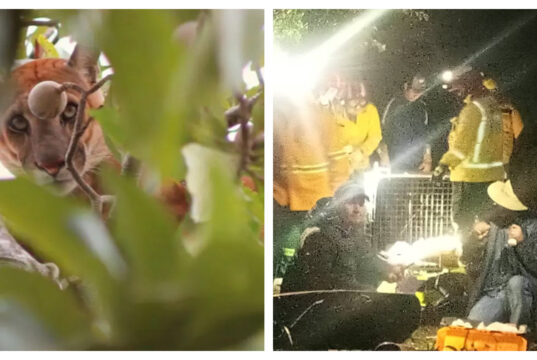 CAPTURAN A PUMA EN SAN JOSÉ DE CHIQUITOS TRAS INTENSO OPERATIVO QUE MOVILIZÓ A AUTORIDADES Y BOMBEROS