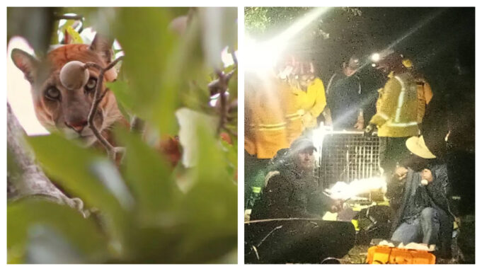 CAPTURAN A PUMA EN SAN JOSÉ DE CHIQUITOS TRAS INTENSO OPERATIVO QUE MOVILIZÓ A AUTORIDADES Y BOMBEROS