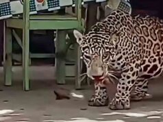 FISCALÍA PEDIRÁ DETENCIÓN PREVENTIVA PARA EL HOMBRE QUE MATÓ A BALAZOS A UN JAGUAR EN GUAYARAMERÍN
