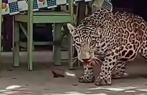 FISCALÍA PEDIRÁ DETENCIÓN PREVENTIVA PARA EL HOMBRE QUE MATÓ A BALAZOS A UN JAGUAR EN GUAYARAMERÍN