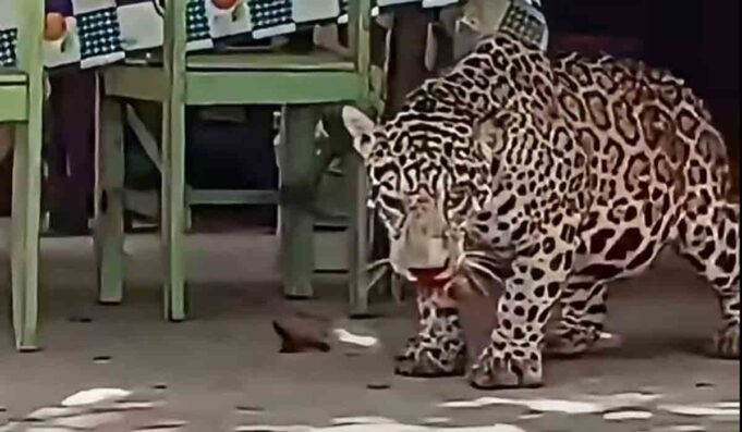 FISCALÍA PEDIRÁ DETENCIÓN PREVENTIVA PARA EL HOMBRE QUE MATÓ A BALAZOS A UN JAGUAR EN GUAYARAMERÍN