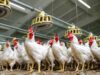 AVICULTORES ATRIBUYEN EL ALZA DEL PRECIO DEL POLLO A LOS BLOQUEOS Y A LA ESCASEZ DE DIÉSEL