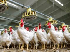 AVICULTORES ATRIBUYEN EL ALZA DEL PRECIO DEL POLLO A LOS BLOQUEOS Y A LA ESCASEZ DE DIÉSEL