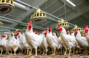 AVICULTORES ATRIBUYEN EL ALZA DEL PRECIO DEL POLLO A LOS BLOQUEOS Y A LA ESCASEZ DE DIÉSEL